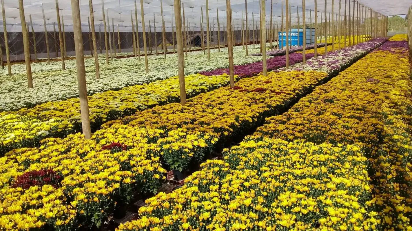 Imagem ilustrativa da imagem Floricultura estima queda de 80% nas vendas devido à pandemia