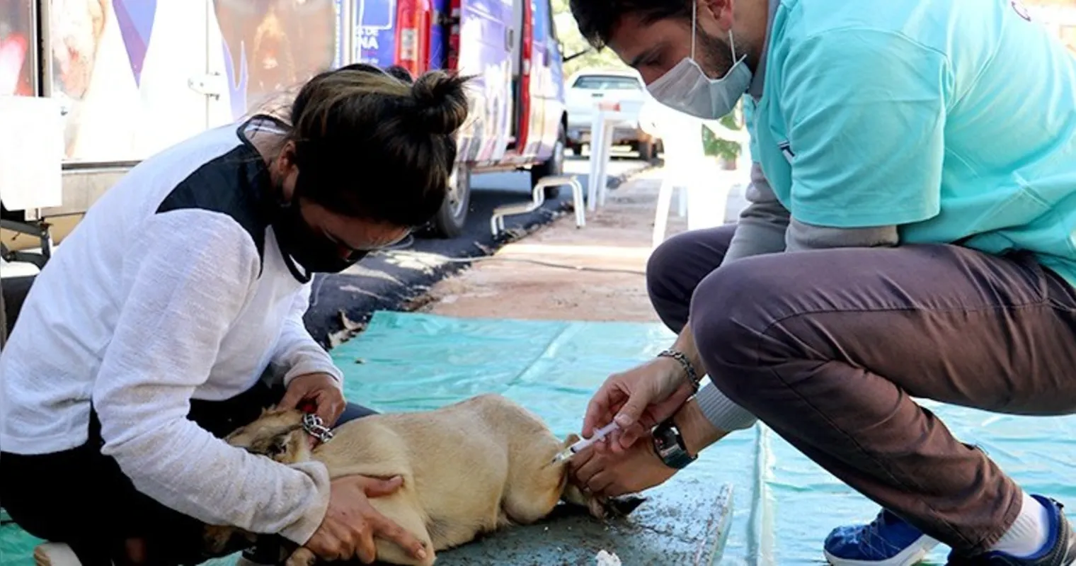Imagem ilustrativa da imagem Londrina credenciará clínicas veterinárias para atender animais vítimas de maus-tratos