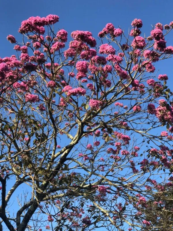 Imagem ilustrativa da imagem Londrina em Flores