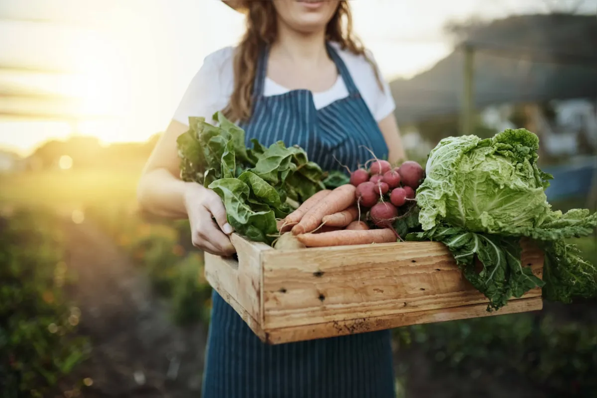 Produtores de orgânicos encontraram formas alternativas de entregar os alimentos para os consumidores 
