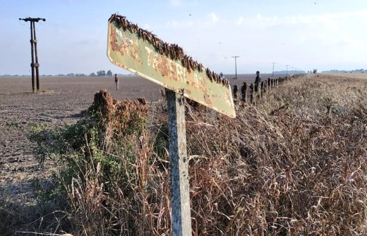 Imagem ilustrativa da imagem Monocultura e mudanças climáticas favorecem formação de nuvem de gafanhotos
