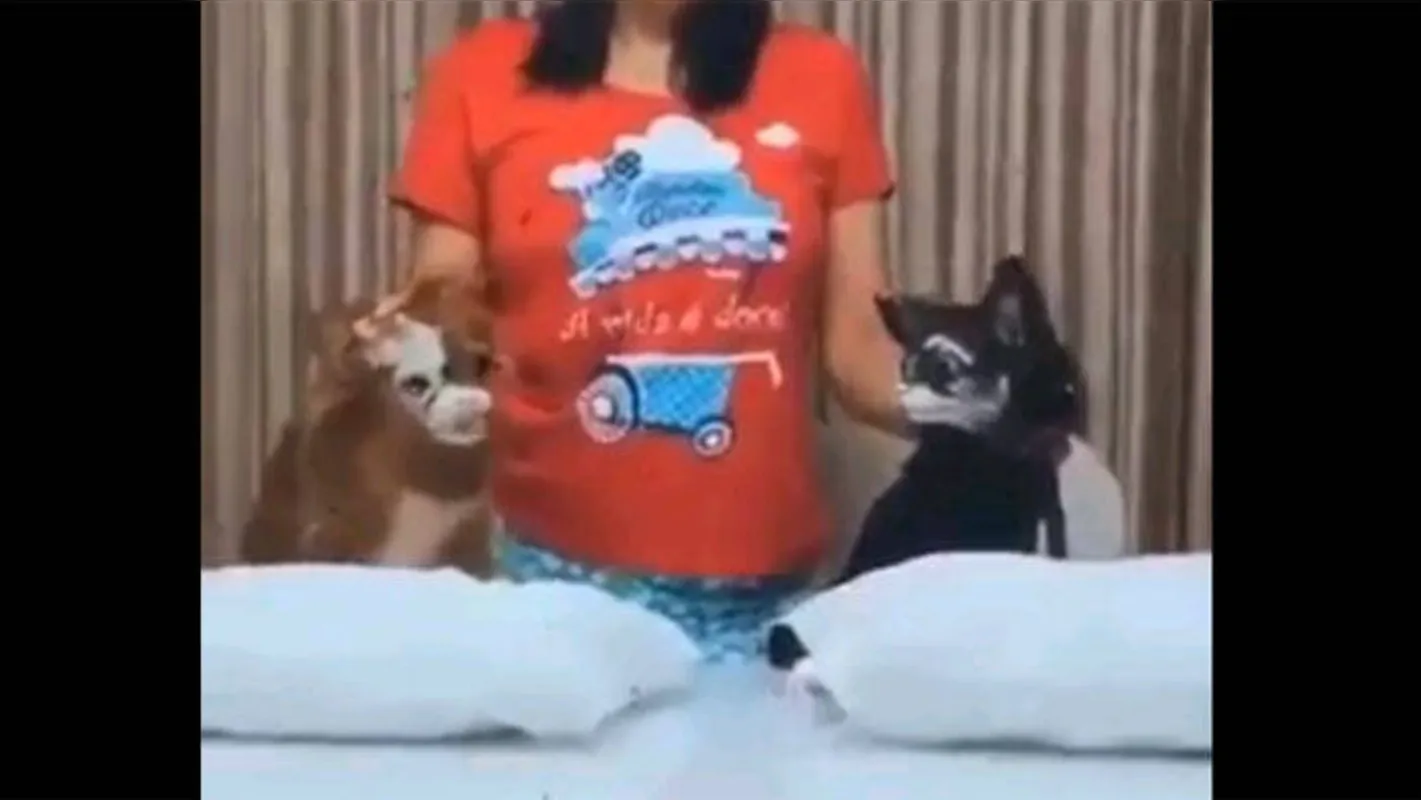 Imagem ilustrativa da imagem Mulher que fez 'desafio da farinha' com cães diz que errou, mas nega maus-tratos