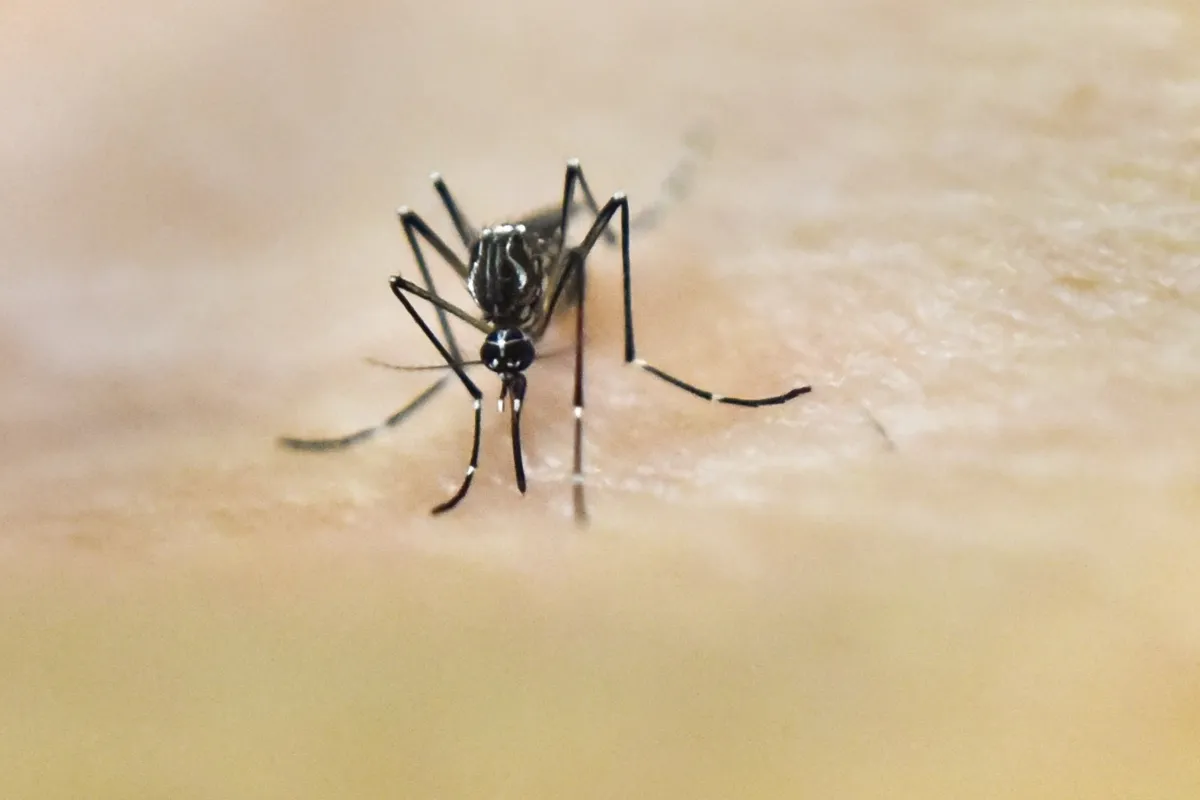 Em Londrina, foram registradas 29 das 177 mortes por dengue do Paraná