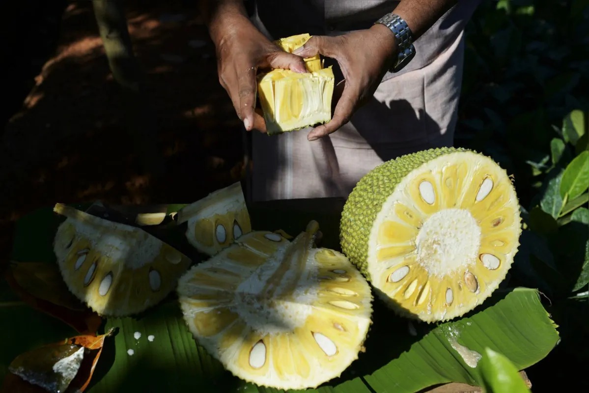 A fruta, que pesa, em média, cinco quilos, tem polpa amarelada e viscosa quando madura e pode ser comida 'in natura' ou usada para fazer bolos, sucos, sorvetes e chips