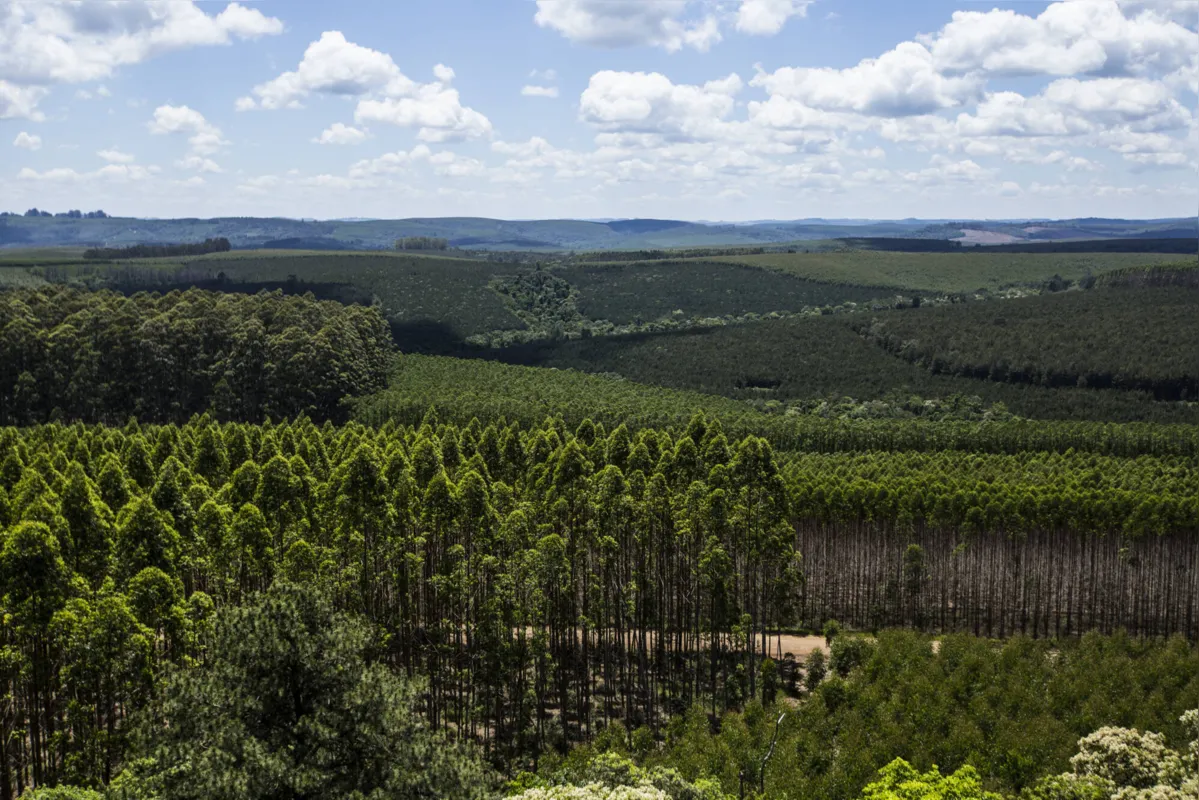 Imagem ilustrativa da imagem Paraná tem novo mapeamento de cobertura vegetal
