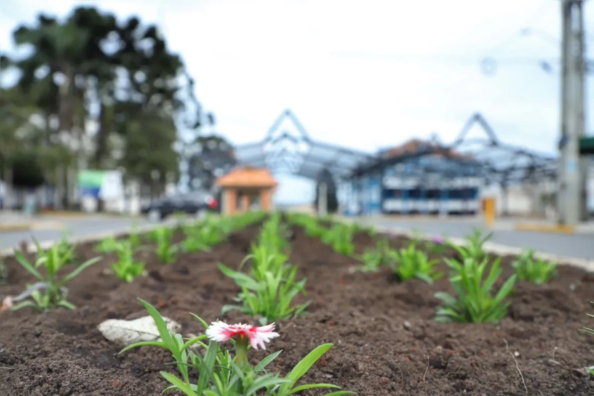 Mudas de erva-mate também estão sendo plantadas ao longo dos mais de 3 mil metros quadrados da obra