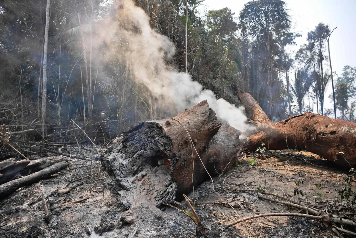 Imagem ilustrativa da imagem 'Ser contra proteção ambiental é suicídio político'