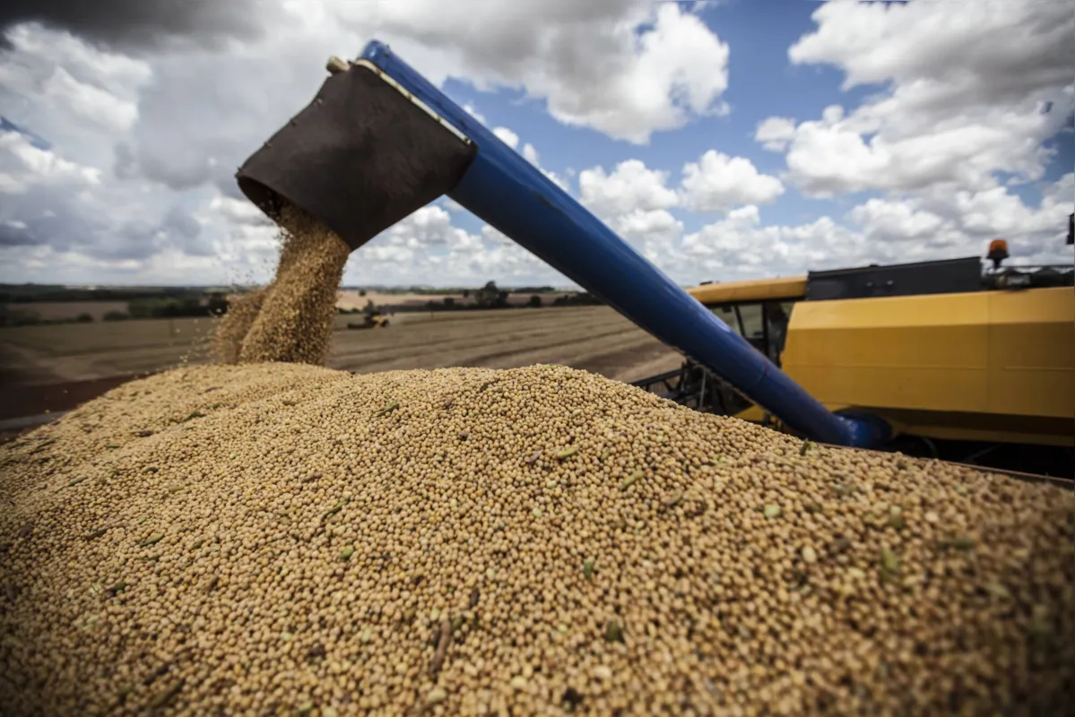 Segundo  a Carta de Conjuntura do Ipea,  a lavoura tem um avanço projetado de 2,8%, sustentado pelas produções de soja e café