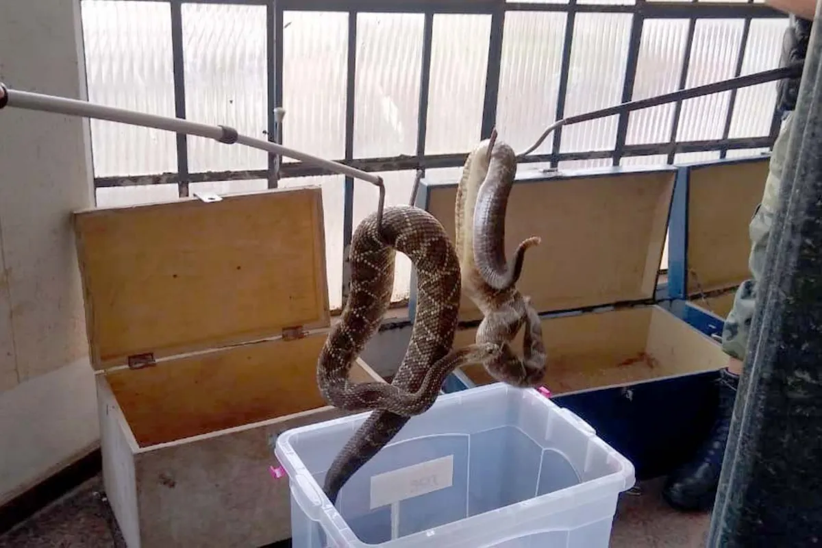Imagem ilustrativa da imagem 153 cobras são apreendidas em Mandaguari