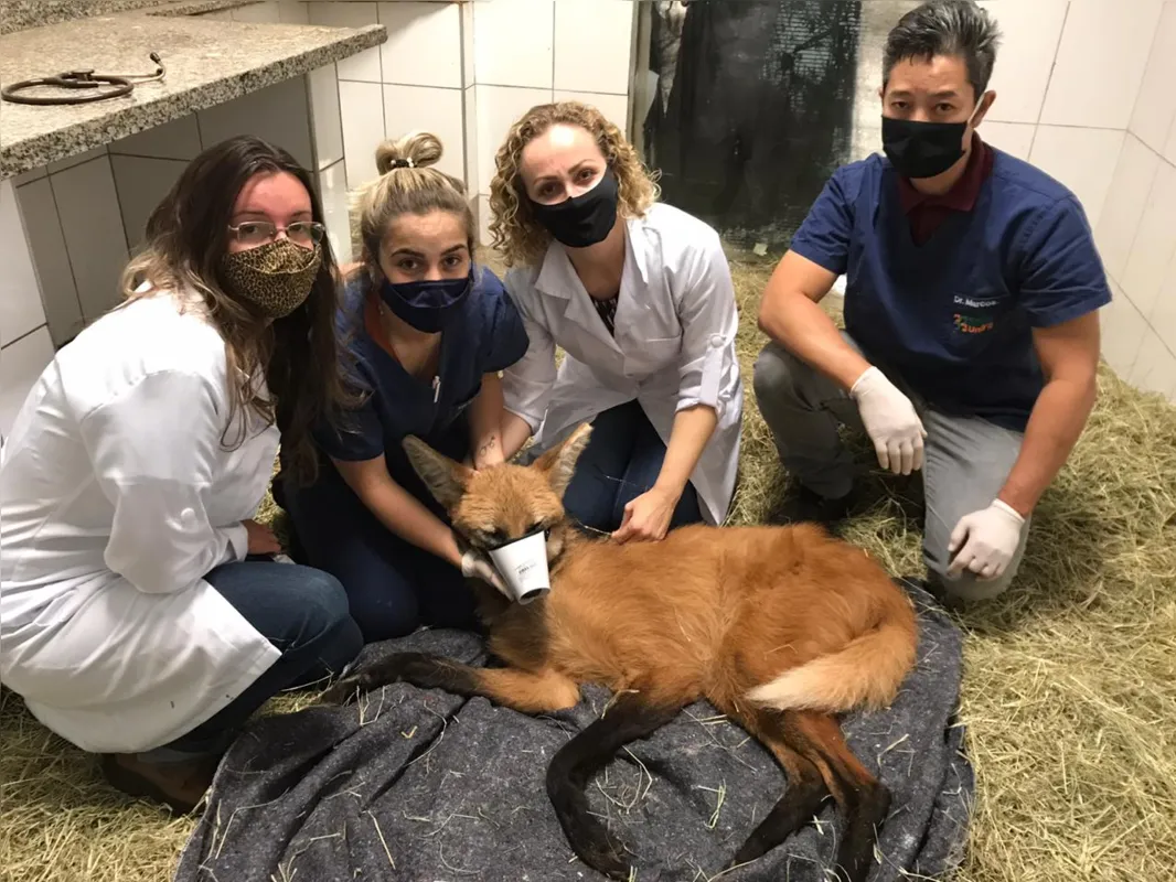 Resgatado na zona urbana de Nova Santa Barbara, no Norte Pioneiro, no sábado (25), lobo-guará de cerca de dois anos de idade recebe cuidados antes de ser reintroduzido na natureza