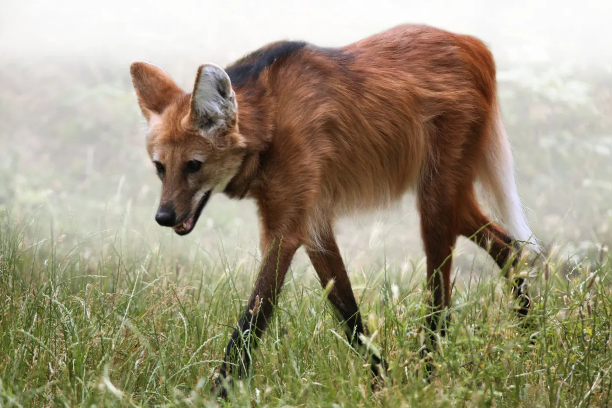 Lobo-guará
