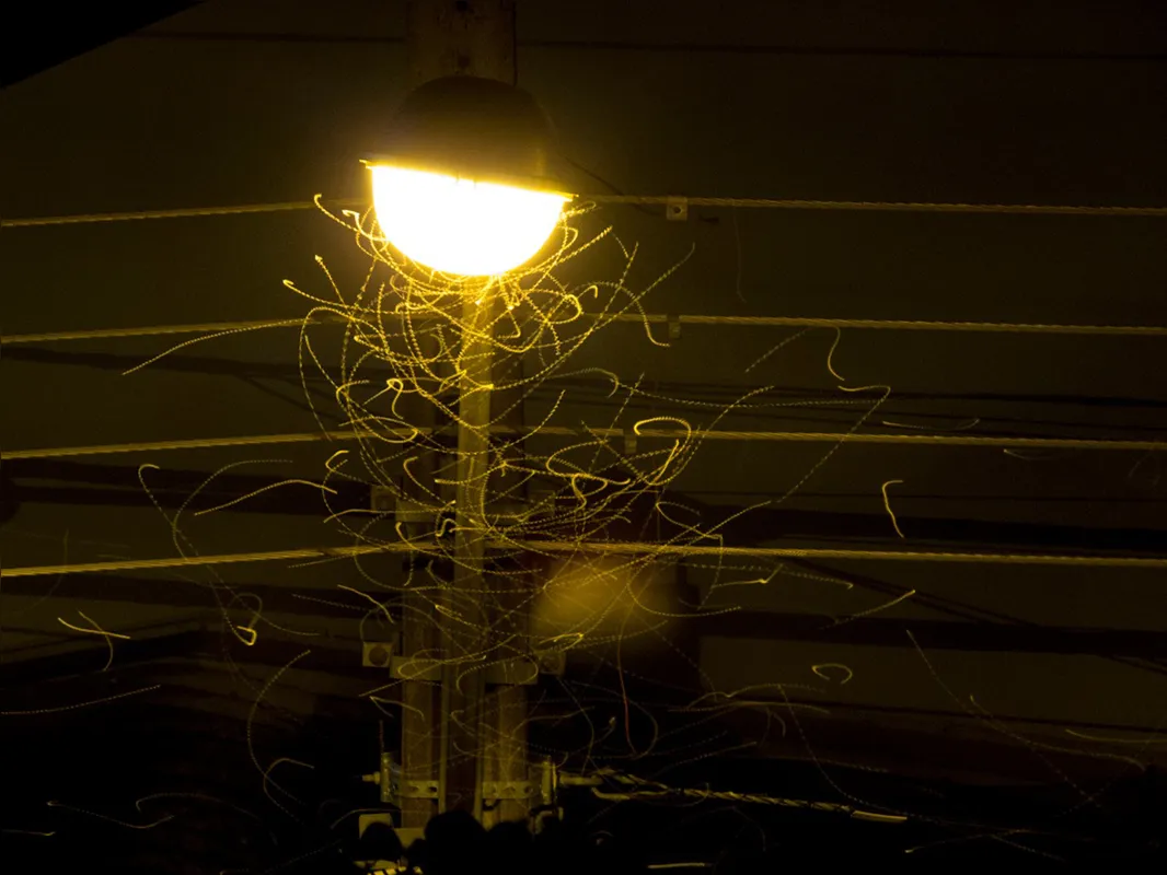 Imagem ilustrativa da imagem A atração pela luz