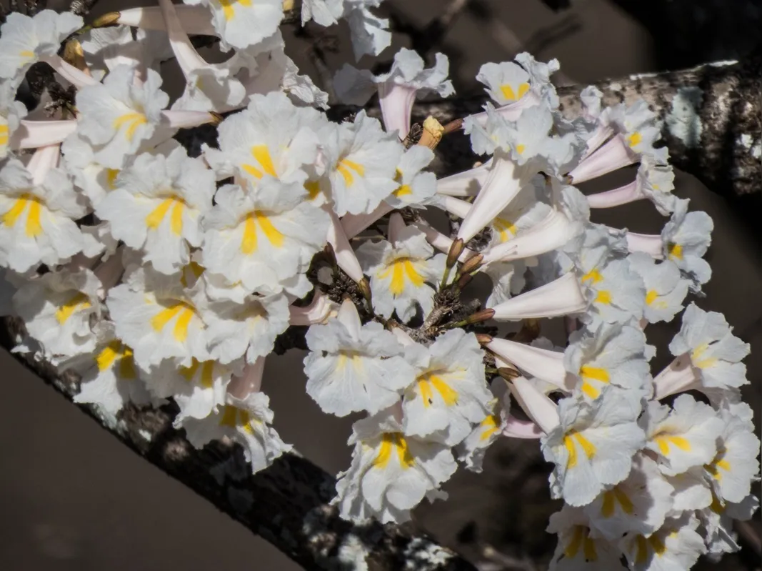 Imagem ilustrativa da imagem Belas flores