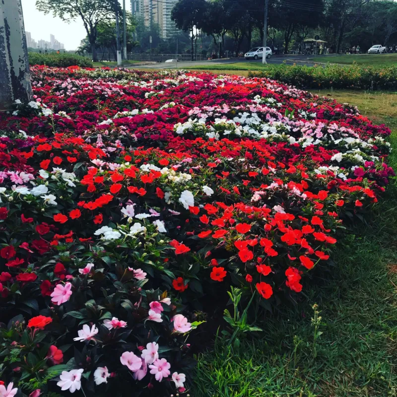 Imagem ilustrativa da imagem Beleza em flores