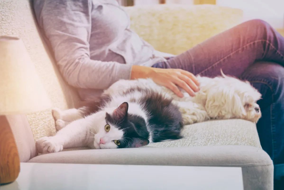 Imagem ilustrativa da imagem Cães e gatos reagem diferente durante a pandemia; saiba como