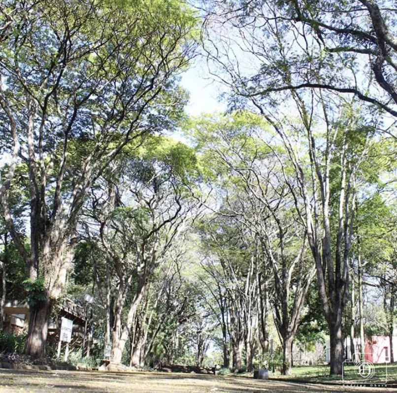 Imagem ilustrativa da imagem Caminhos na UEL