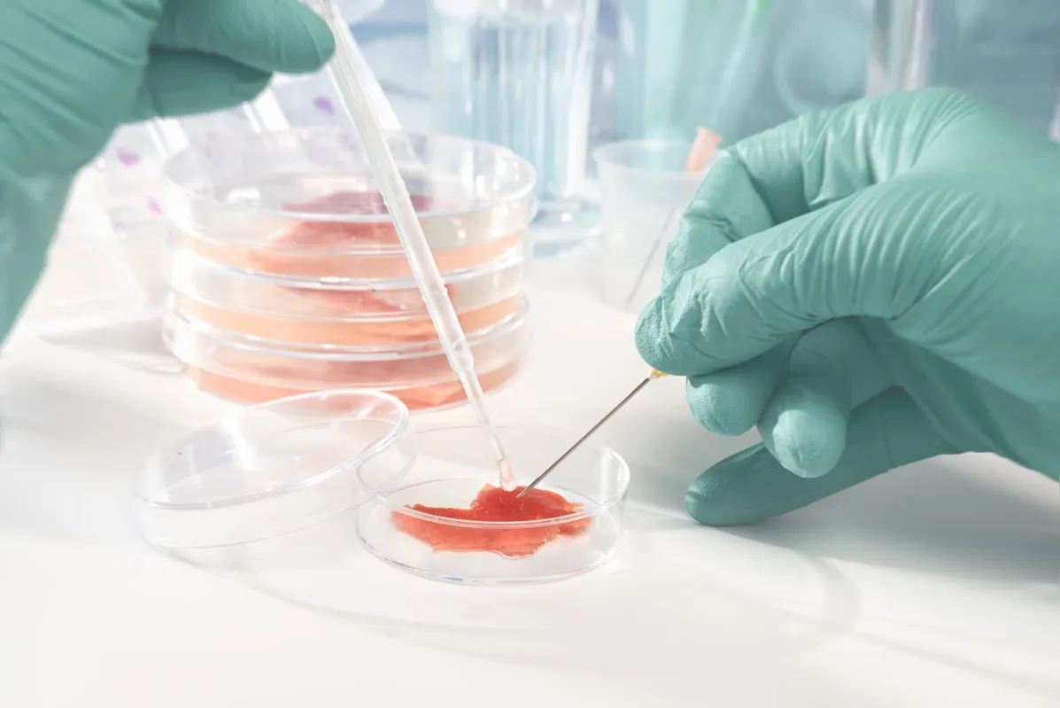 Detalhe de cultura de carne em laboratório