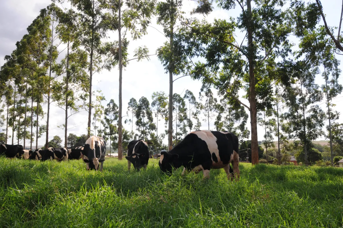 A adoção do sistema ILPF (integração lavoura pecuária floresta) ainda é pouco usado no Paraná 