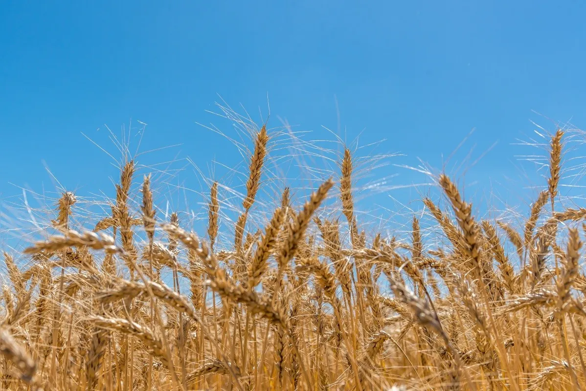 Nova tecnologia tem maior resistência à Giberela e produz grãos com menores níveis de DON.

