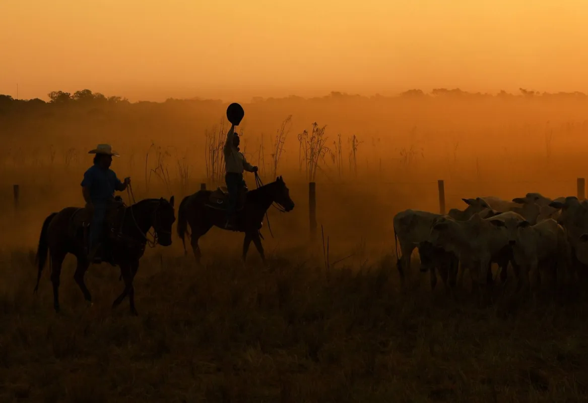 Imagem ilustrativa da imagem Fazendeiros têm prejuízo, mas defendem gado como 'bombeiro' do Pantanal