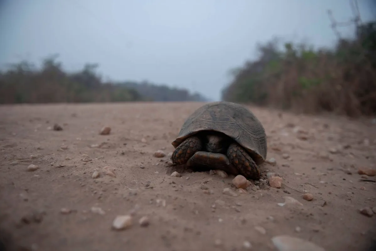 Imagem ilustrativa da imagem Fazendeiros têm prejuízo, mas defendem gado como 'bombeiro' do Pantanal
