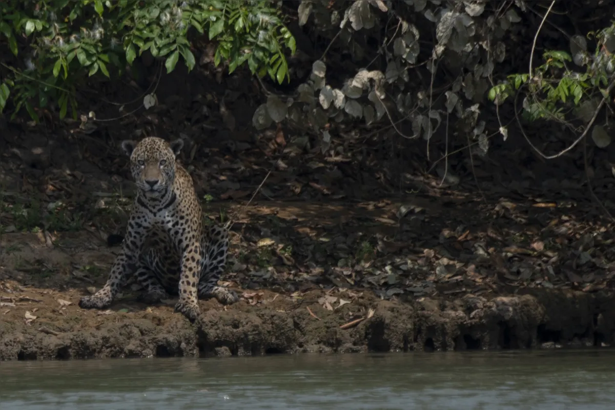 Imagem ilustrativa da imagem Fazendeiros têm prejuízo, mas defendem gado como 'bombeiro' do Pantanal
