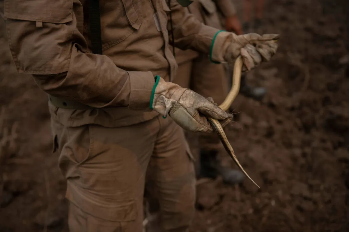 Imagem ilustrativa da imagem Fazendeiros têm prejuízo, mas defendem gado como 'bombeiro' do Pantanal