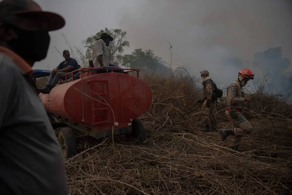 Imagem ilustrativa da imagem Fazendeiros têm prejuízo, mas defendem gado como 'bombeiro' do Pantanal