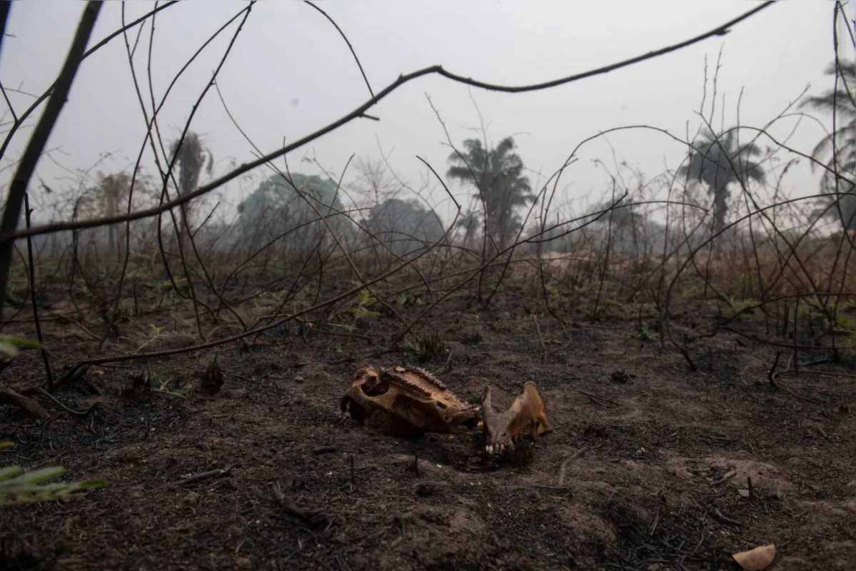 Imagem ilustrativa da imagem Fazendeiros têm prejuízo, mas defendem gado como 'bombeiro' do Pantanal