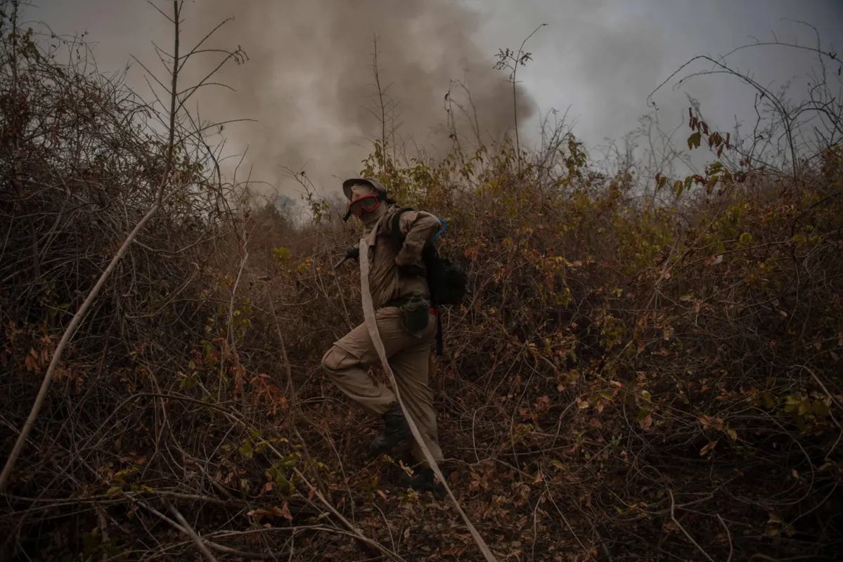 Imagem ilustrativa da imagem Fazendeiros têm prejuízo, mas defendem gado como 'bombeiro' do Pantanal
