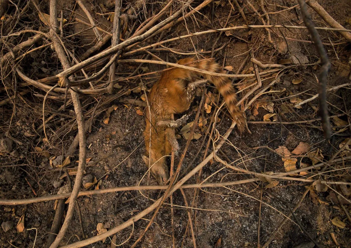 Imagem ilustrativa da imagem Fazendeiros têm prejuízo, mas defendem gado como 'bombeiro' do Pantanal