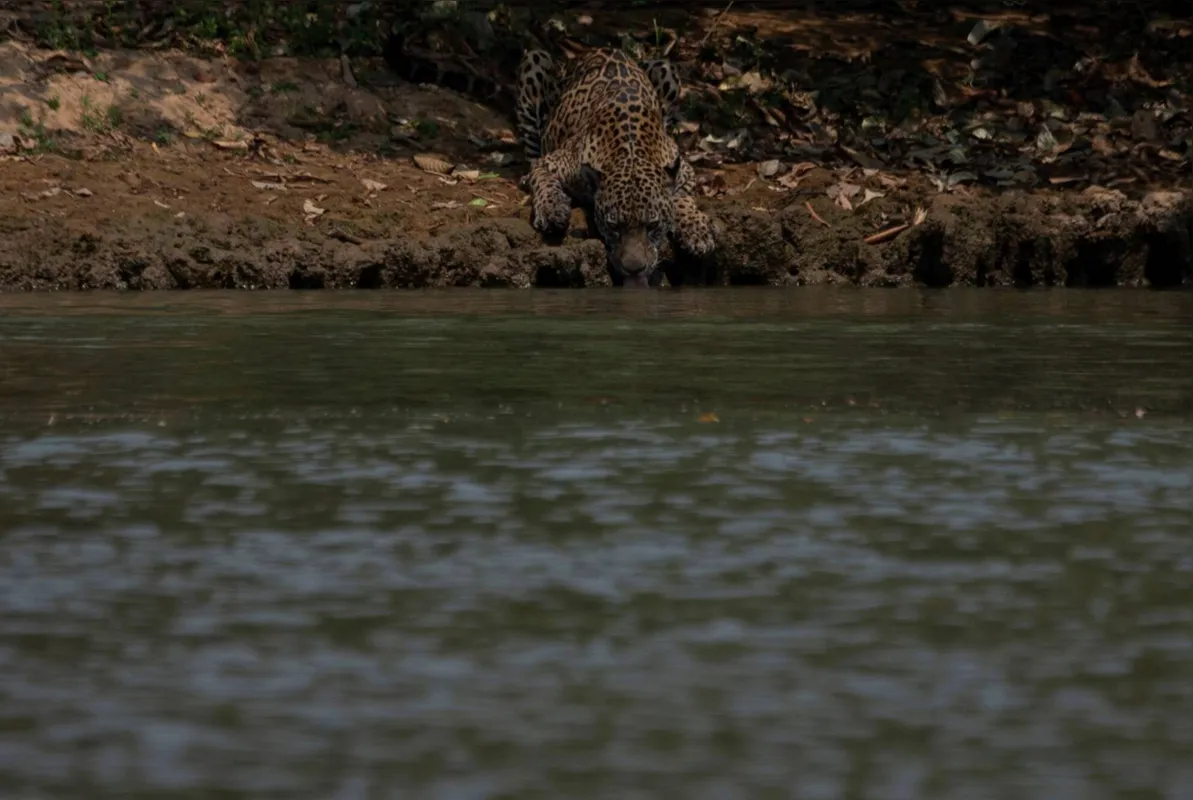 Imagem ilustrativa da imagem Fazendeiros têm prejuízo, mas defendem gado como 'bombeiro' do Pantanal