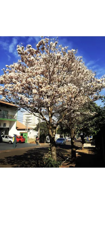 Imagem ilustrativa da imagem Florada em Cambé