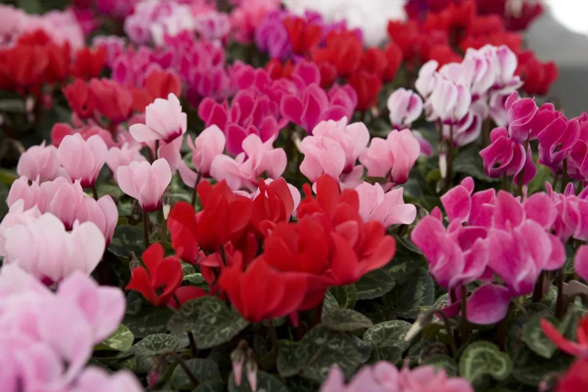 Imagem ilustrativa da imagem Flores e hortifrúti se reinventam para vencer pandemia