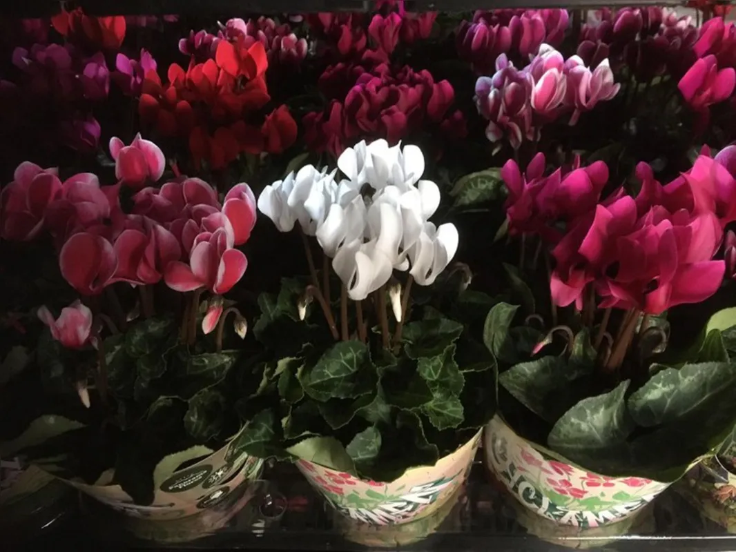 Imagem ilustrativa da imagem Flores e hortifrúti se reinventam para vencer pandemia