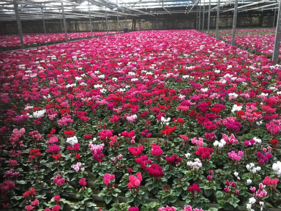 Imagem ilustrativa da imagem Flores e hortifrúti se reinventam para vencer pandemia
