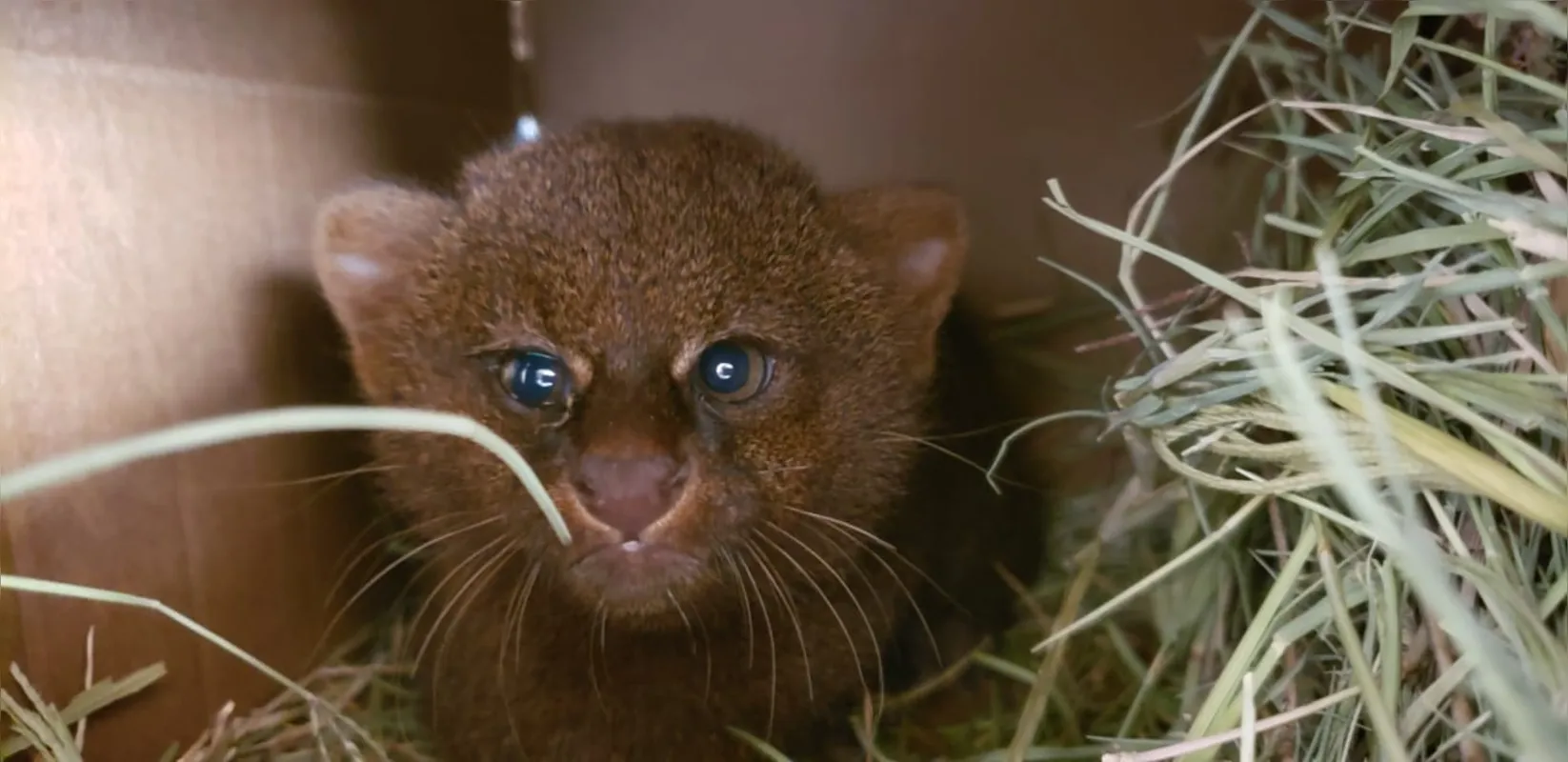 O gato-mourisco, encontrado em uma casa no Distrito de Irerê, está em vias de se tornar em extinção