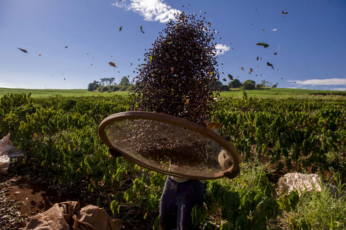 Este ano, devido à pandemia, Conab fará apenas três levantamentos sobre o andamento da cultura de café na safra 2020