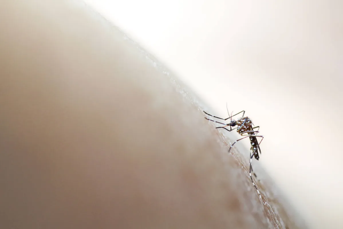 Imagem ilustrativa da imagem Londrina registra primeiro caso de chikungunya em 2020