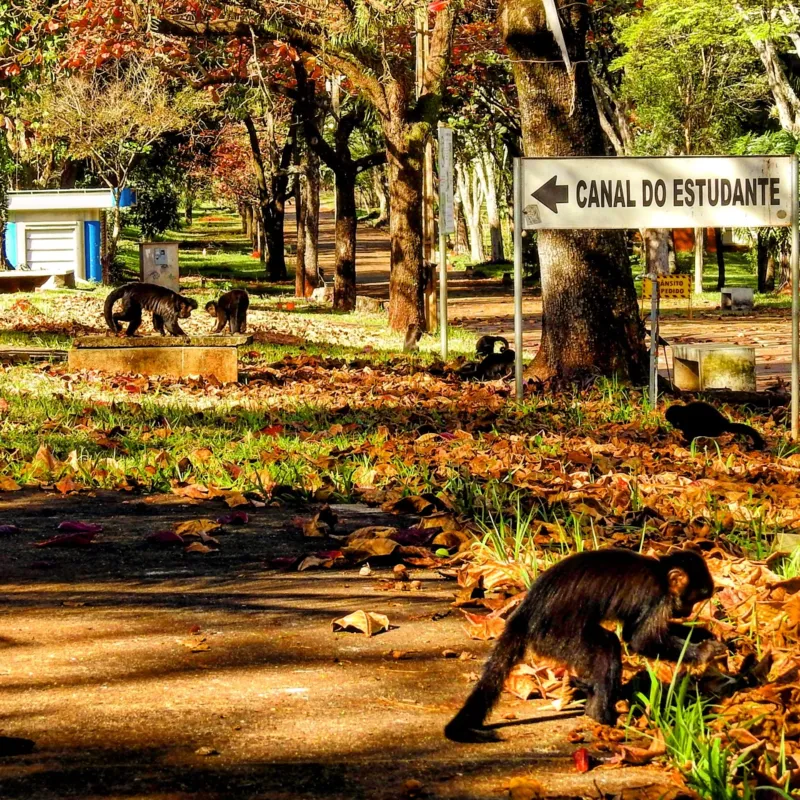Imagem ilustrativa da imagem Macacos na quarentena