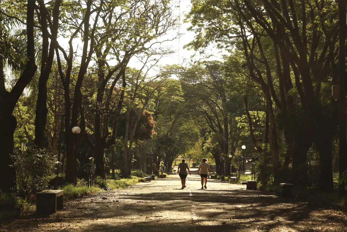 Imagem ilustrativa da imagem Natureza no campus: seis meses de pandemia mudam o ambiente na UEL