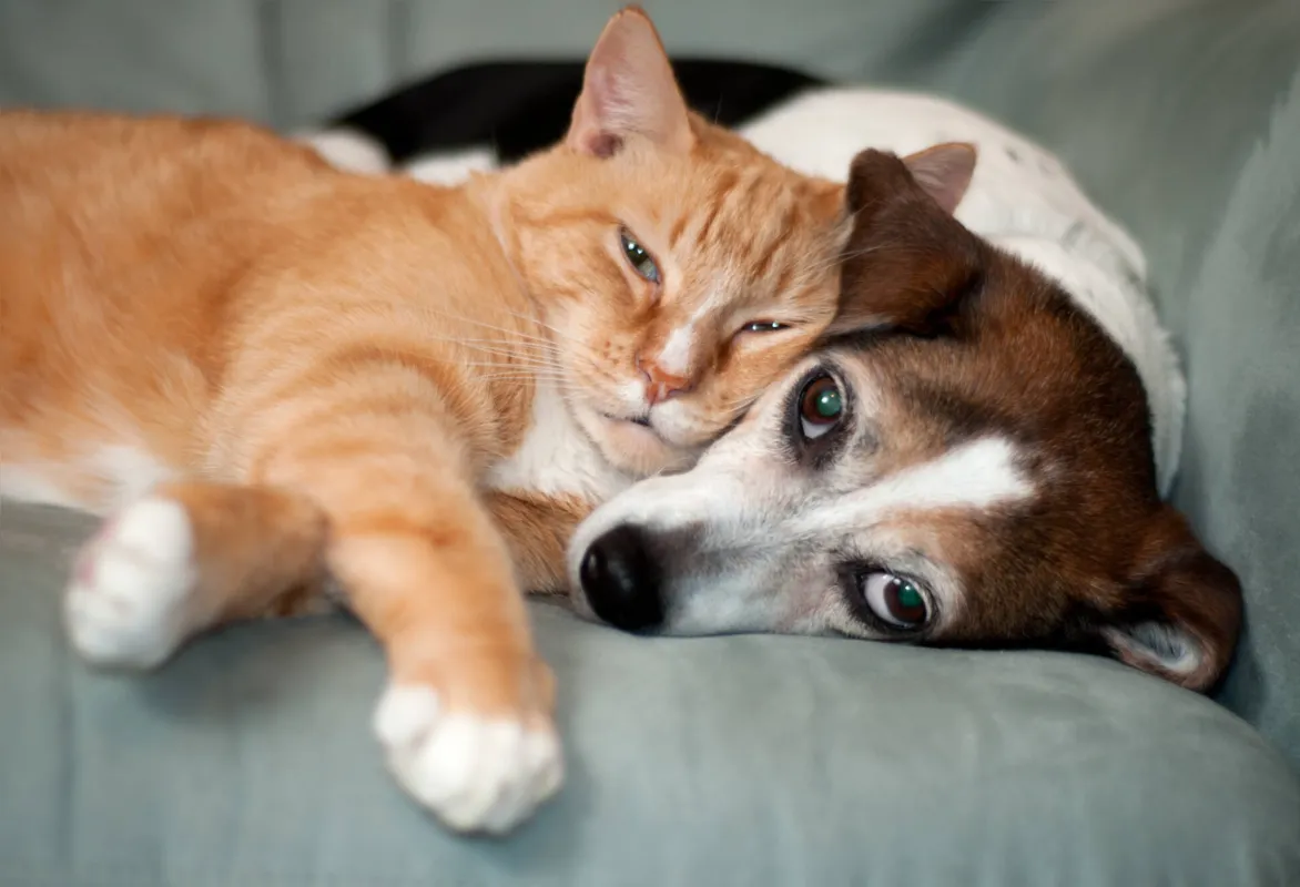 Imagem ilustrativa da imagem Pesquisa: cães são maioria em lares brasileiros, mas gatos ganham espaço