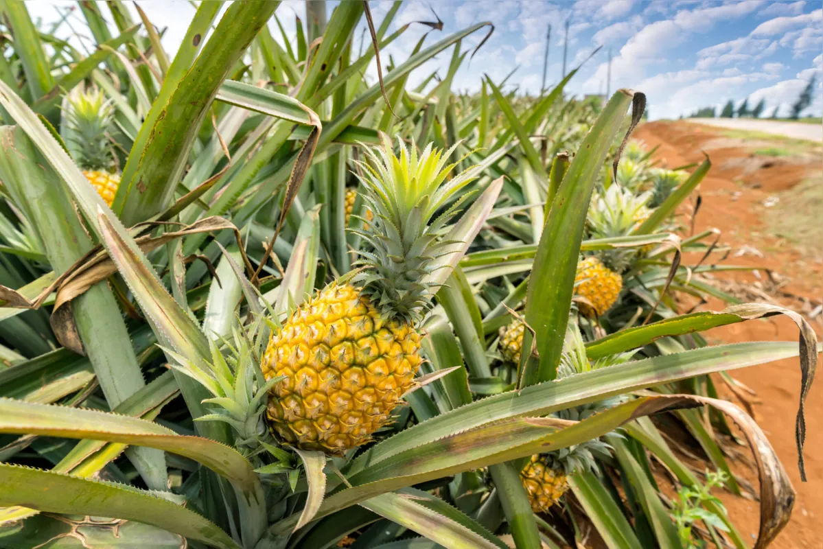 Cultivo do abacaxi: em uma pequena  área, o produtor pode conseguir uma boa receita, segundo o Instituto de Desenvolvimento Rural Paraná, que quer incentivar o plantio da fruta 