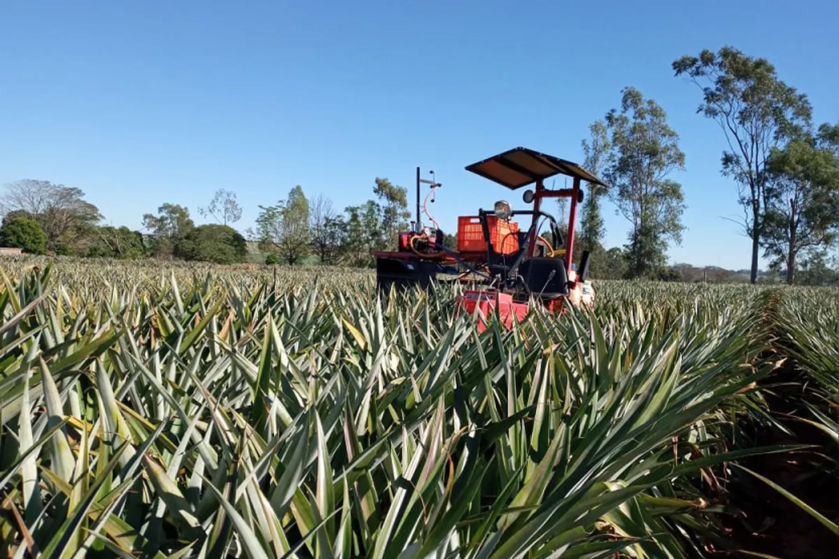 A receita média de um hectare de abacaxi é de R$ 40 mil, contra um custo de R$ 23,5 mil
