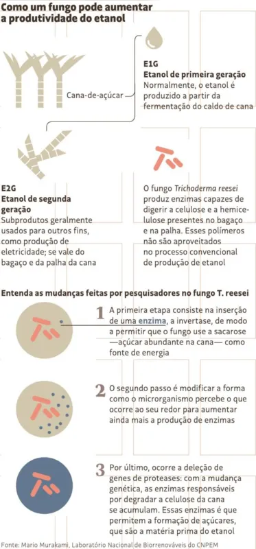Imagem ilustrativa da imagem Tecnologia brasileira produz etanol a partir do bagaço da cana