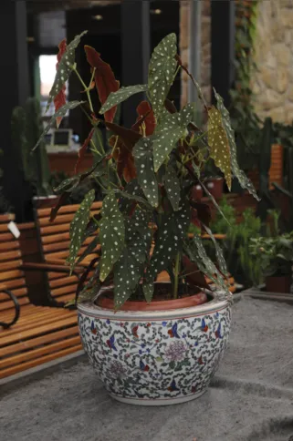 A cobiçada begônia maculata  exposta em uma loja de Londrina não está à venda: fila de espera 