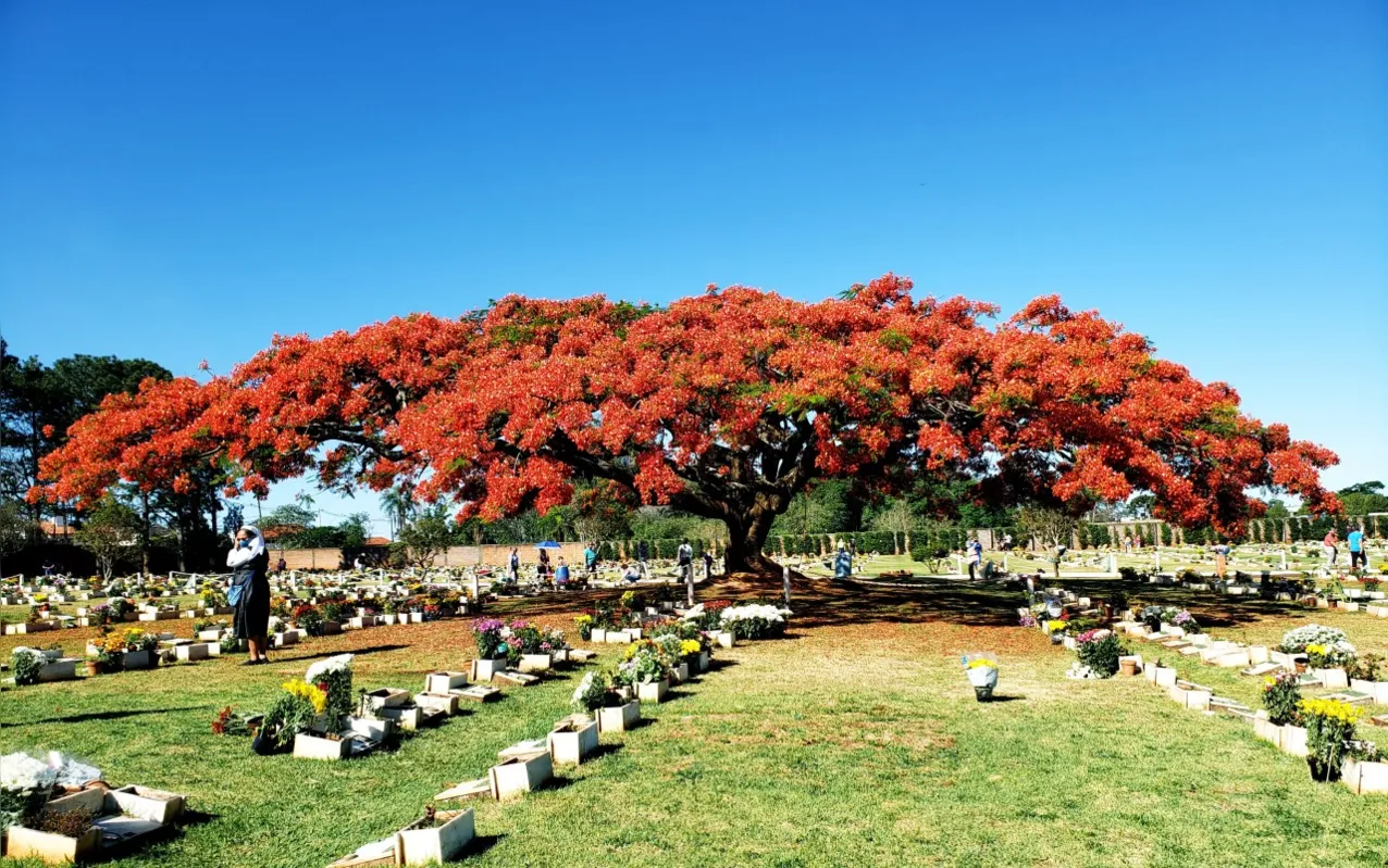 Imagem ilustrativa da imagem # ACIDADE FALA - Finados