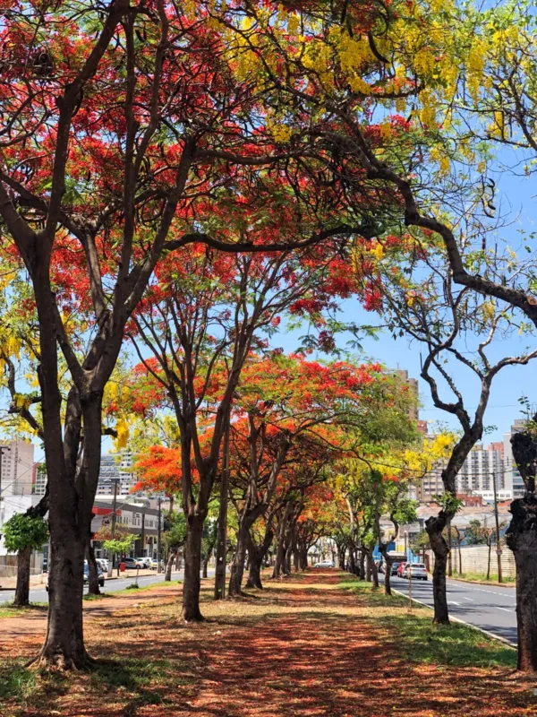 Imagem ilustrativa da imagem #A CIDADE FALA -  Flores de novembro
