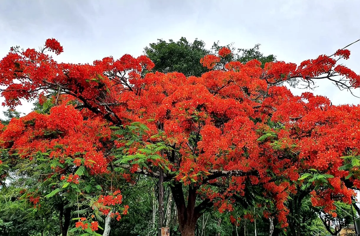 Imagem ilustrativa da imagem A CIDADE FALA | Flamboyant