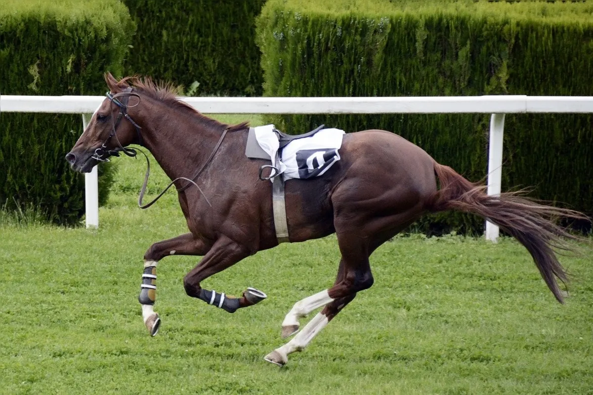 As corridas de cavalos ganharam um aliado inesperado: a internet